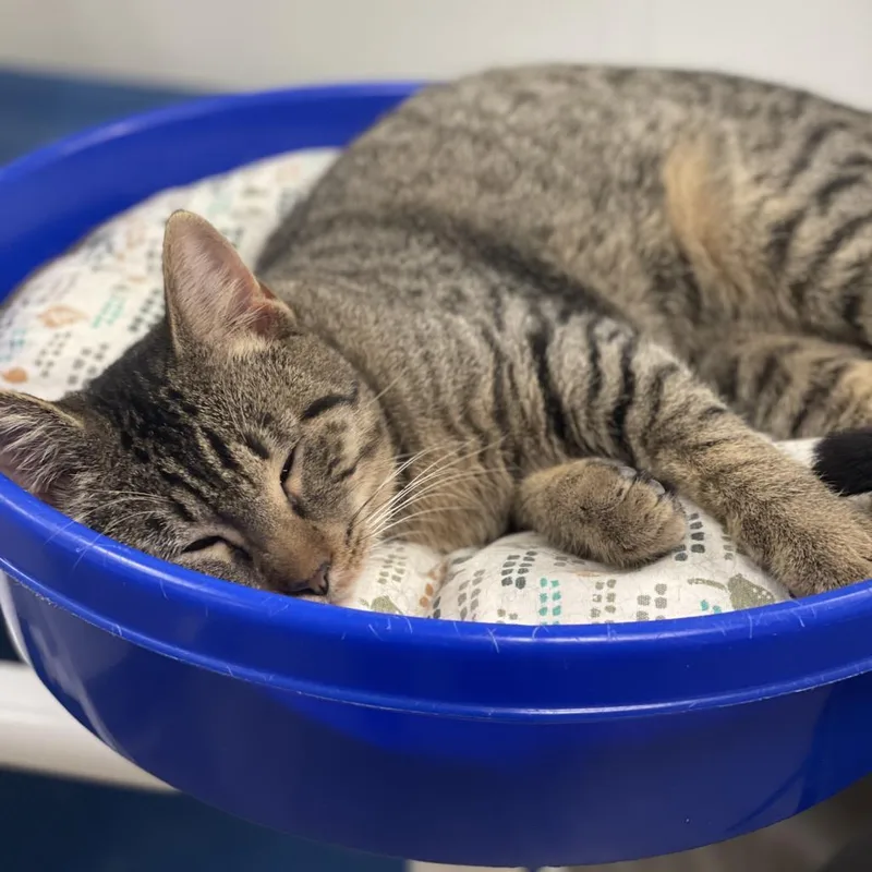 A senior small-sized male Gray / Blue / Silver Domestic Short Hair cat named Brisk for adoption in San Antonio, TX