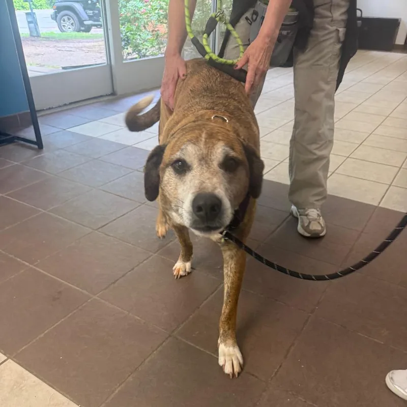 An adult large-sized male Brown / Chocolate Mixed Breed dog named Strayrussellroad"rebel" for adoption in Columbus, GA