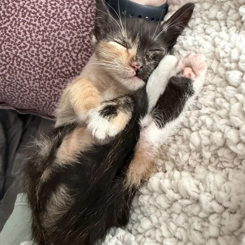 A baby medium-sized female Domestic Short Hair cat named Cassidy for adoption in Candler, NC
