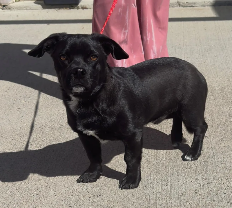 An adult small-sized male Chihuahua dog named 61803638 for adoption in Elko, NV