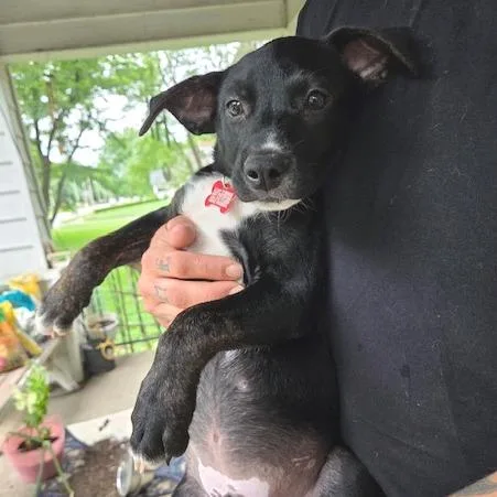A baby medium-sized male Black Collie dog named Lucky for adoption in Kansas City, MO