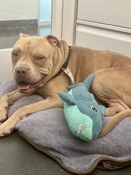 An adult large-sized male Pit Bull Terrier dog named Timmy Turner for adoption in New Orleans, LA