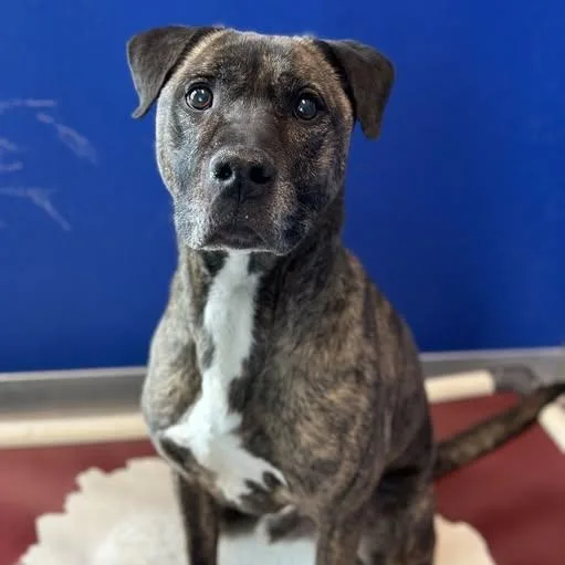An adult large-sized male Brindle Pit Bull Terrier dog named Hemi for adoption in Fredericksburg, VA