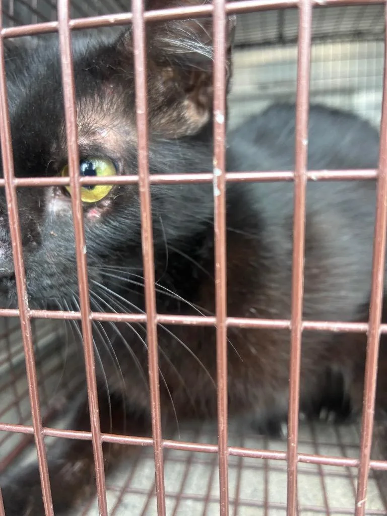 A young medium-sized male Domestic Short Hair cat named Sooth for adoption in New Braunfels, TX