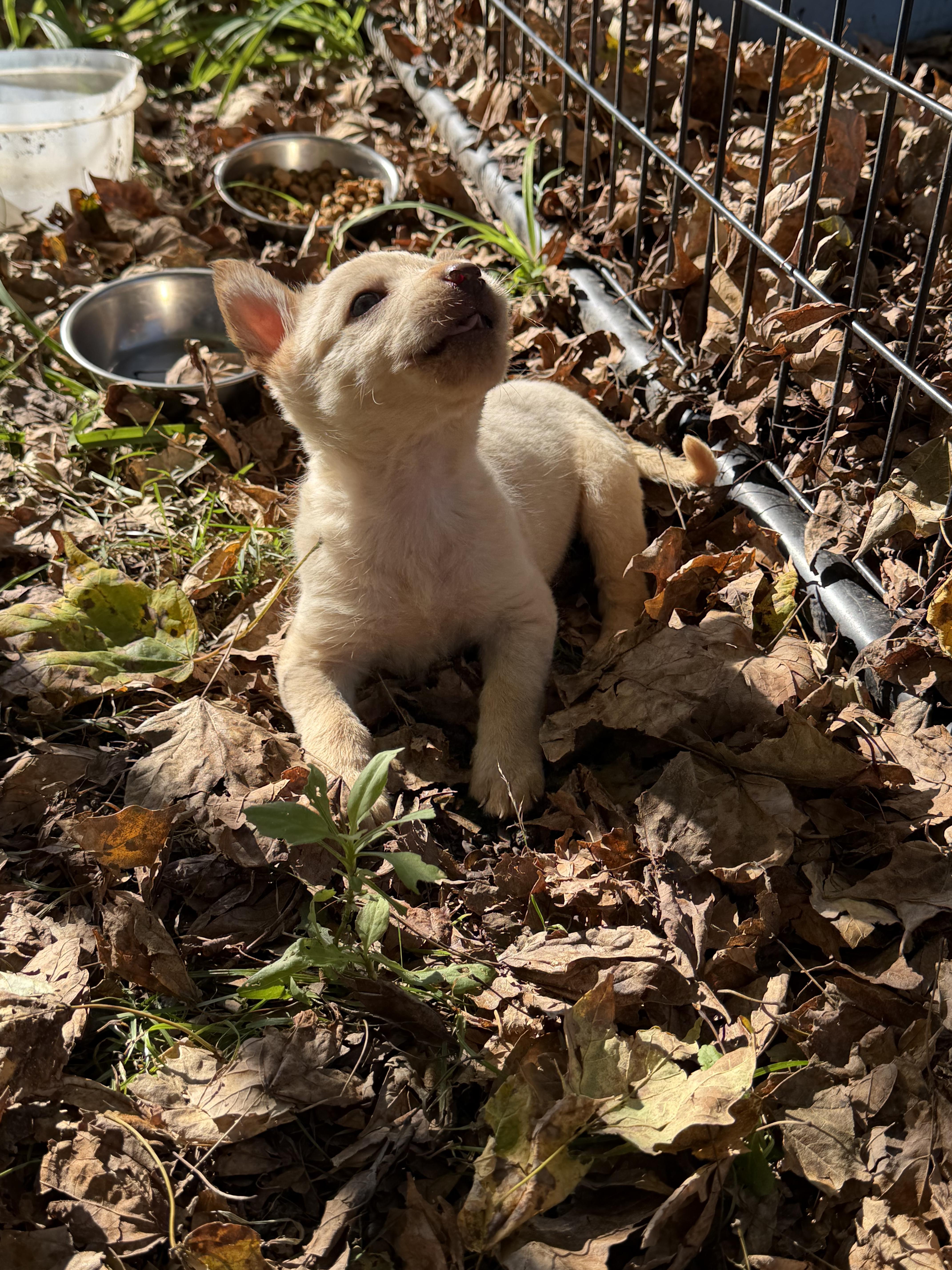 A baby small-sized male Apricot / Beige Chihuahua dog named Latte for adoption in Richmond, IN