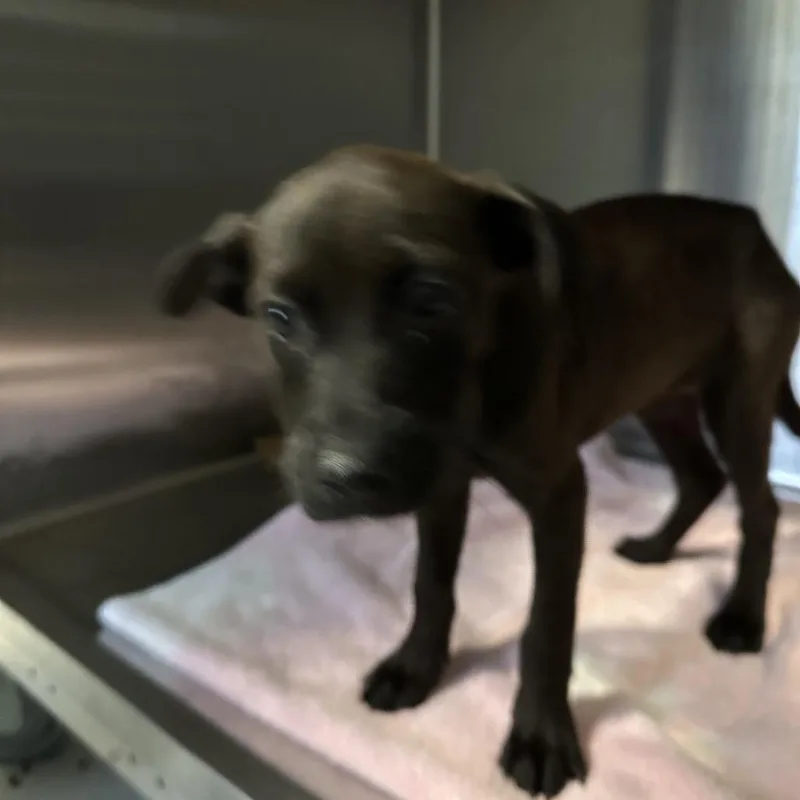 A baby small-sized female Brown / Chocolate Black Labrador Retriever dog named Dakota for adoption in Greensboro, NC