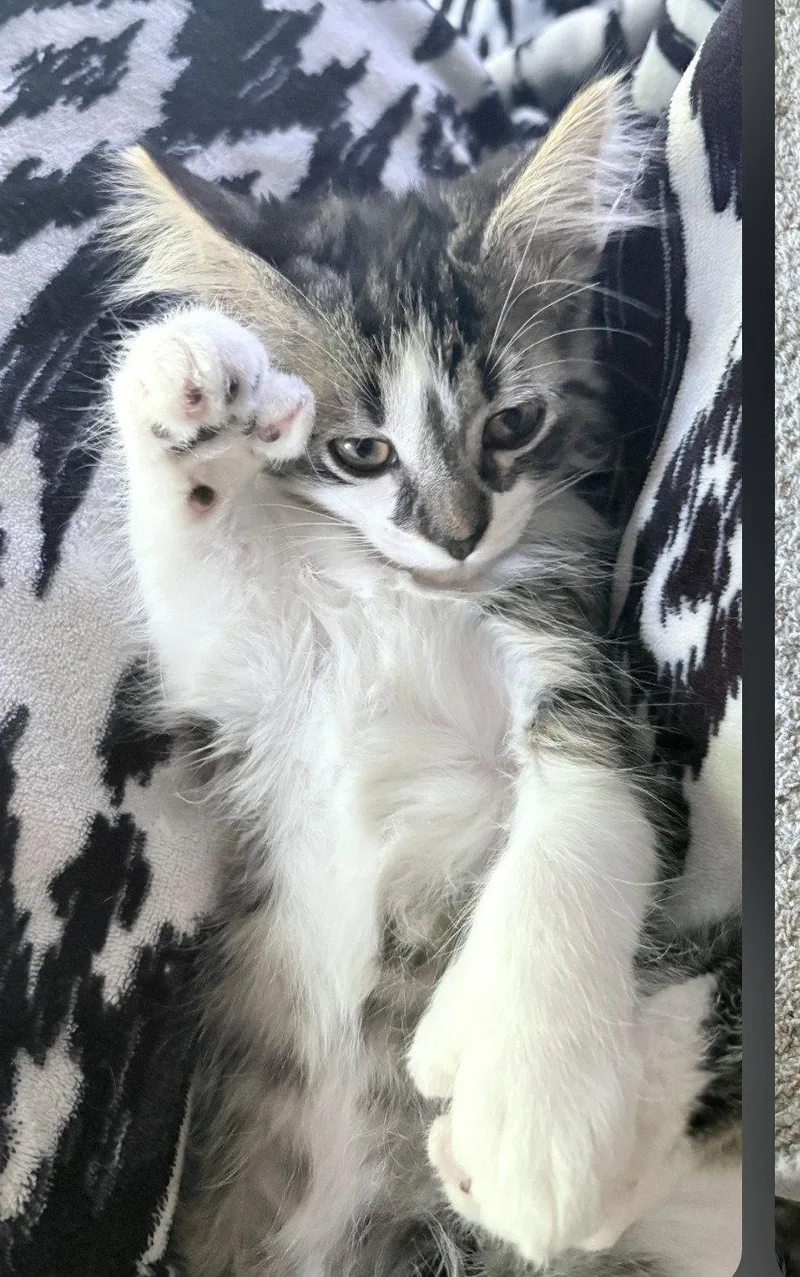 A baby small-sized male Extra-Toes Cat / Hemingway Polydactyl cat named Kenobi for adoption in Forest Lake, MN