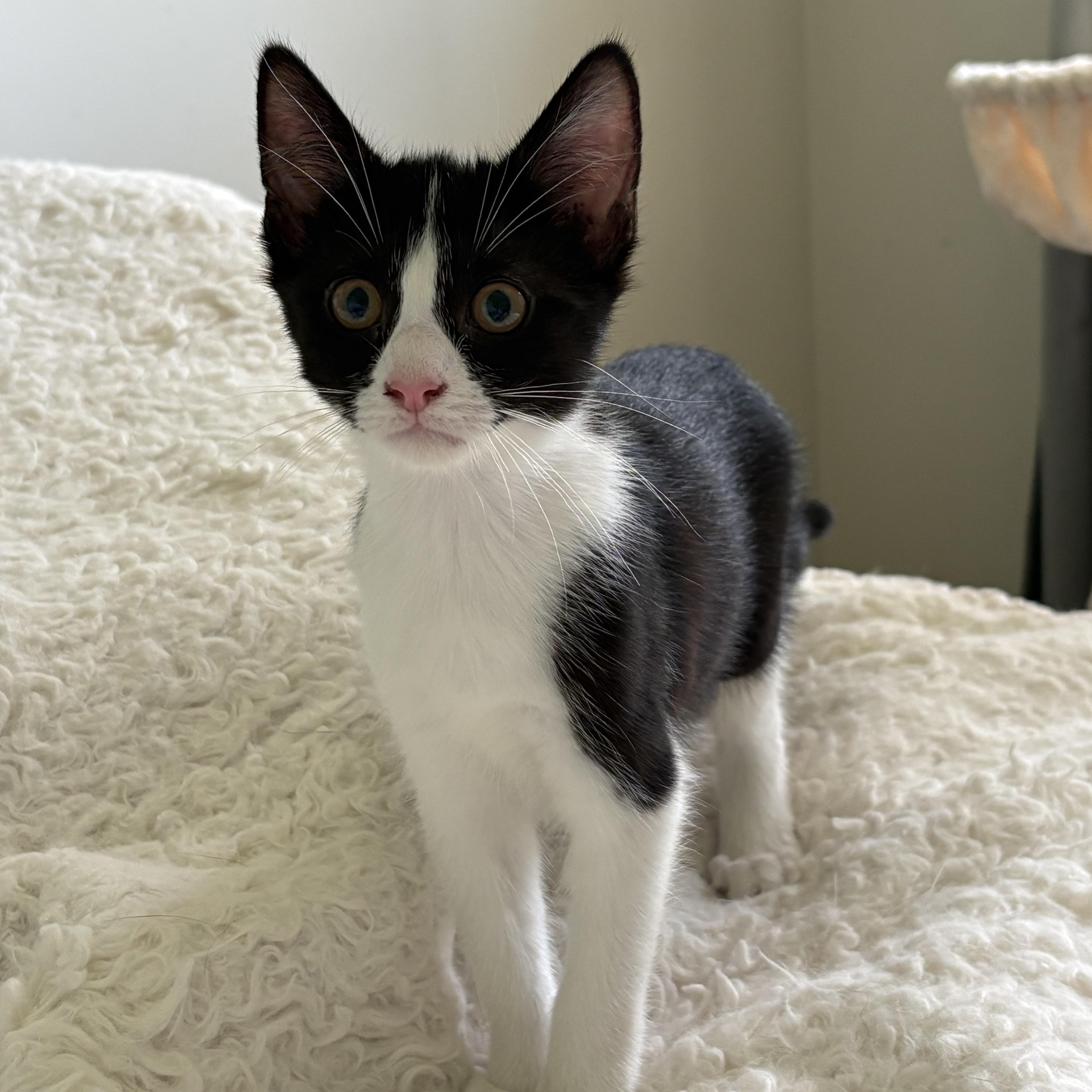 A baby medium-sized female Black & White / Tuxedo Tuxedo cat named Channel for adoption in Avondale, PA