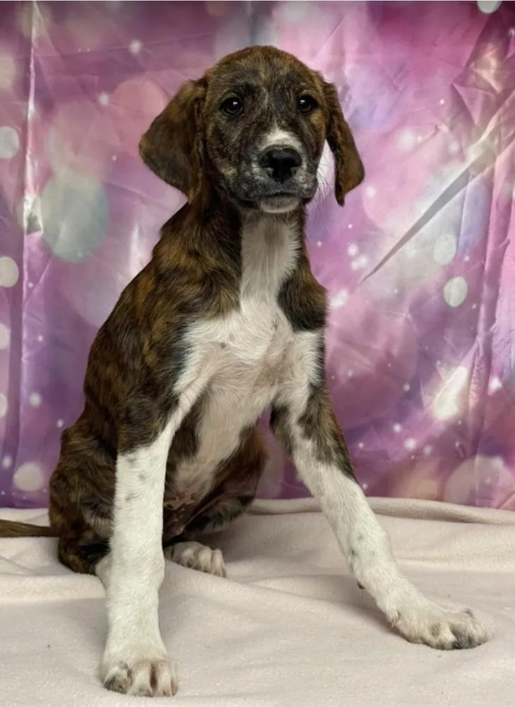 A baby extra large-sized male Great Dane dog named Soot for adoption in Sedalia, CO