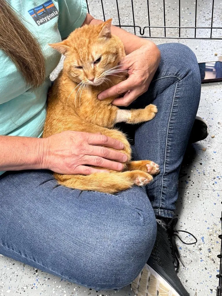 An adult medium-sized male Domestic Short Hair cat named Garfield for adoption in Ellijay, GA