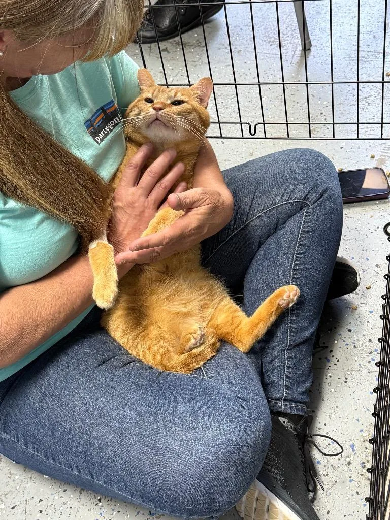 Garfield thumbnail 2