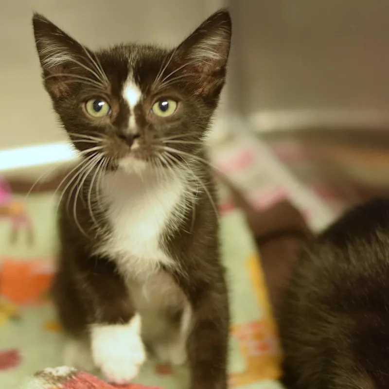 A baby small-sized male Black Domestic Short Hair cat named Brock for adoption in Belleville, IL