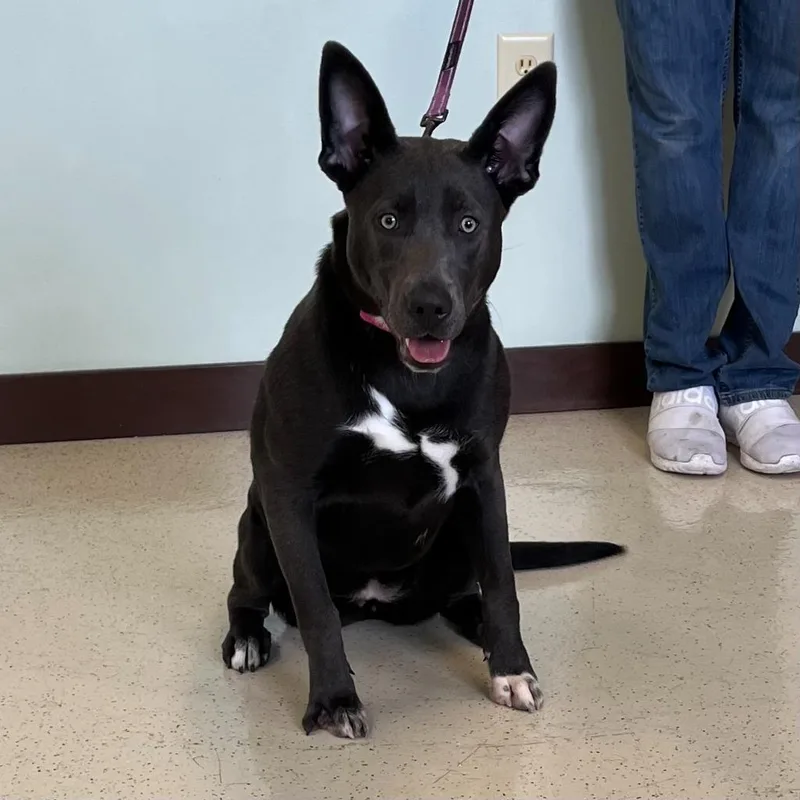 A young large-sized female Gray / Blue / Silver Pit Bull Terrier dog named Navy for adoption in Amery, WI