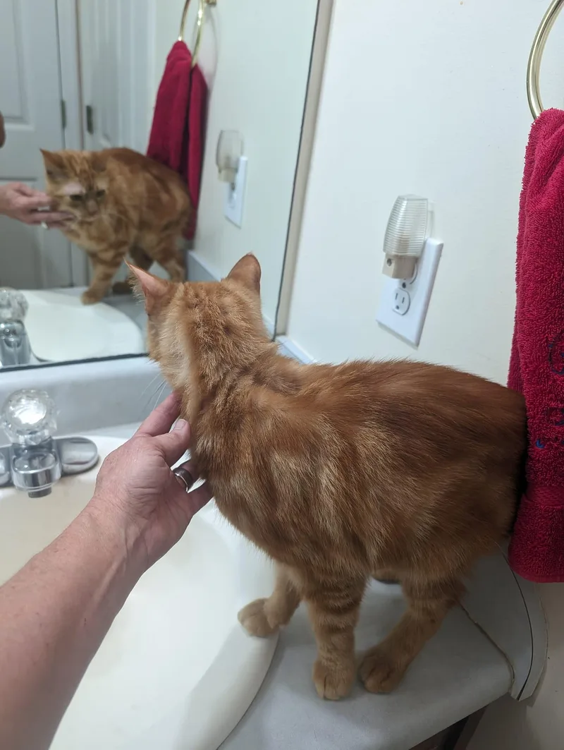 An adult small-sized male Tabby cat named Caleb for adoption in Capshaw, AL