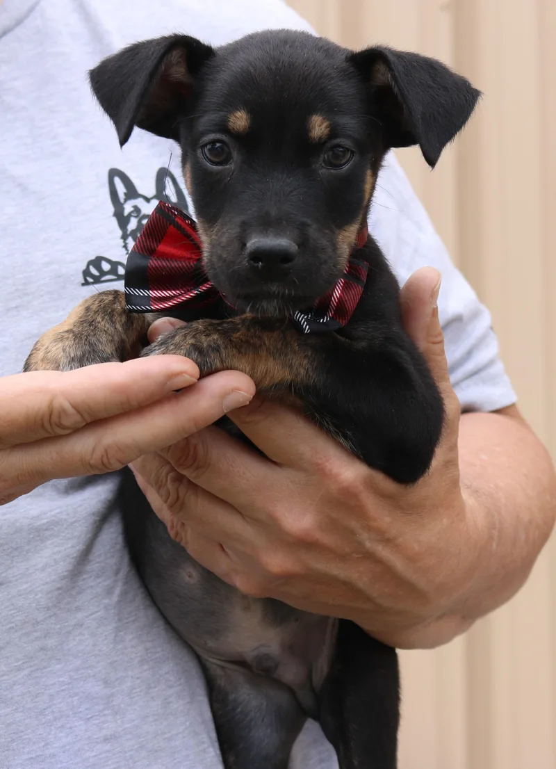 Corporal thumbnail 2