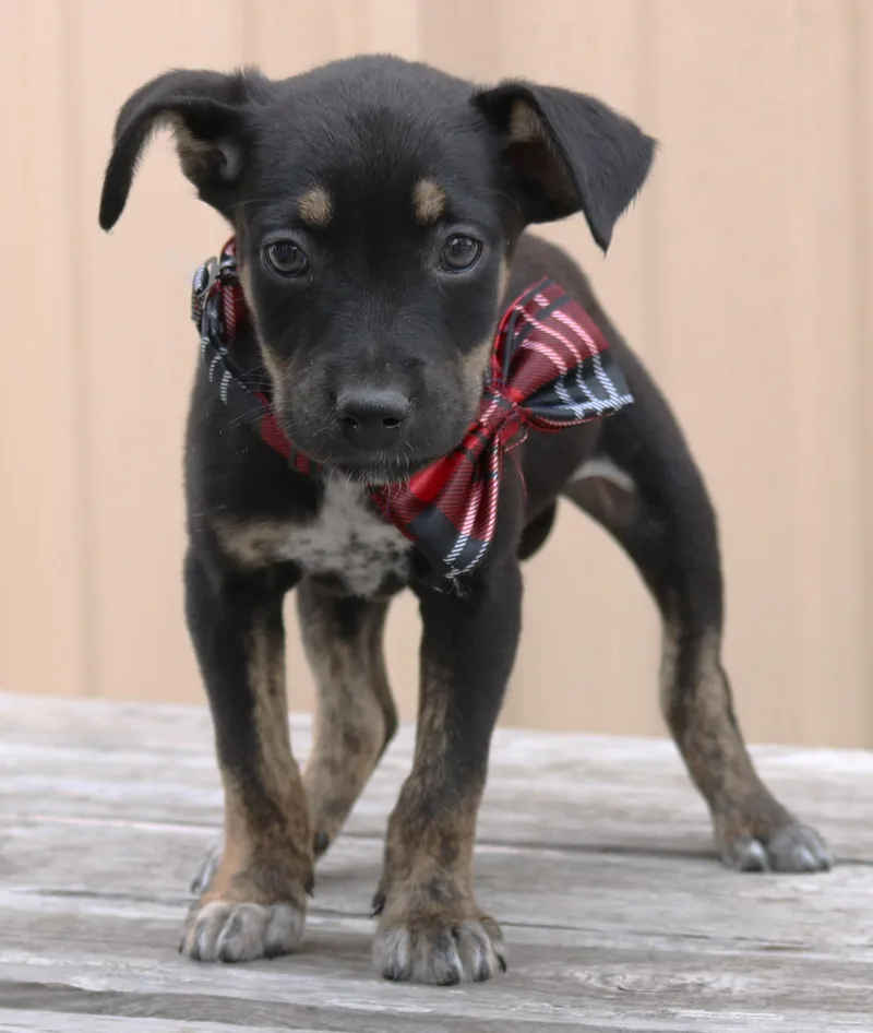 Corporal thumbnail 3