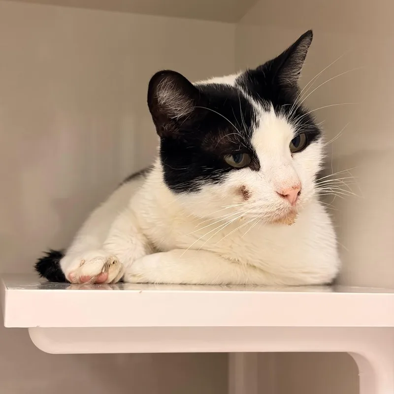 A senior medium-sized male Black Domestic Short Hair cat named Leo for adoption in Redwood City, CA