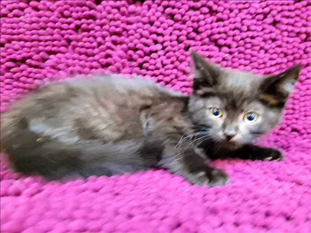 A baby small-sized male Domestic Short Hair cat named Beef Stewart for adoption in Los Angeles, CA