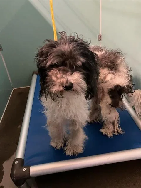 An adult medium-sized male Poodle dog named Mercury for adoption in Camarillo, CA