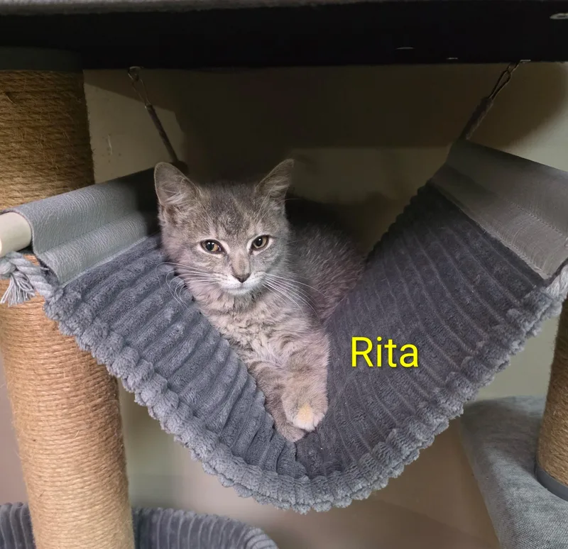 A baby small-sized female Tabby (Gray / Blue / Silver) Domestic Short Hair cat named Rita for adoption in Faribault, MN