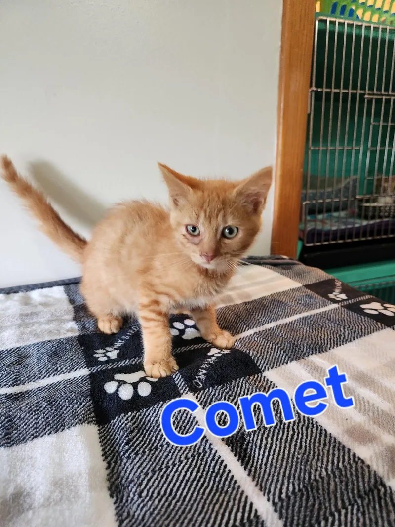 A baby small-sized male Domestic Medium Hair cat named Comet for adoption in Lynchburg, TN
