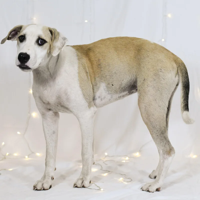A young medium-sized female White / Cream Mixed Breed dog named Amber for adoption in Defuniak Springs, FL