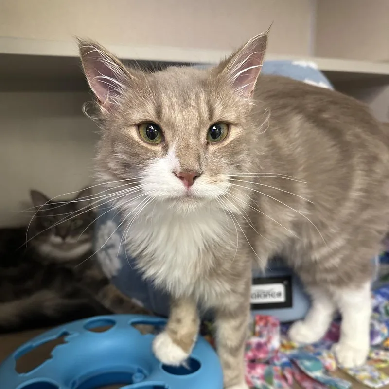 A young small-sized female Brown / Chocolate Domestic Medium Hair cat named Toast for adoption in New York, NY