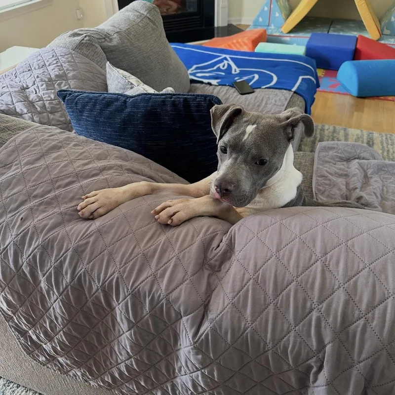A young medium-sized male Pit Bull Terrier dog named Loki for adoption in Tallulah, LA