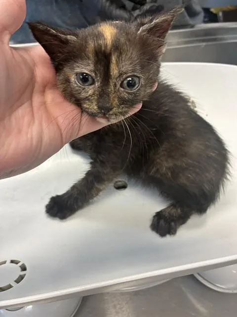 A baby small-sized female Domestic Short Hair cat named Trudy for adoption in Haw River, NC