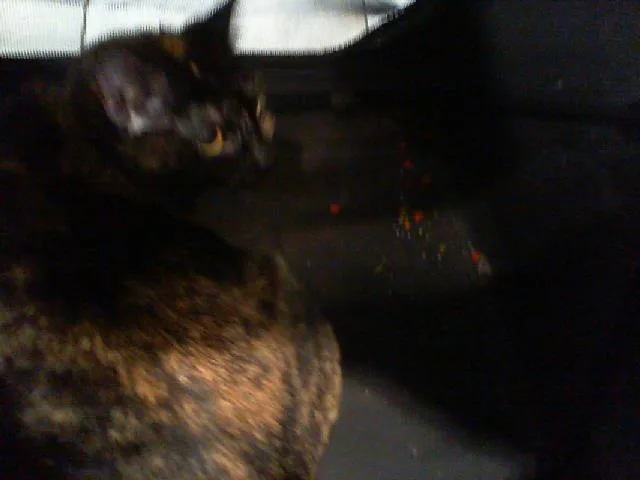 An adult medium-sized female Domestic Short Hair cat named Penelope for adoption in Charlotte, NC