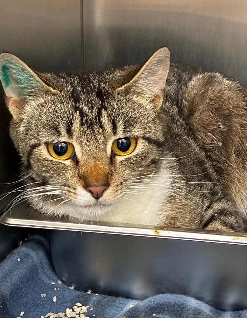 A young small-sized female Domestic Short Hair cat named Juneau for adoption in Hartsville, SC