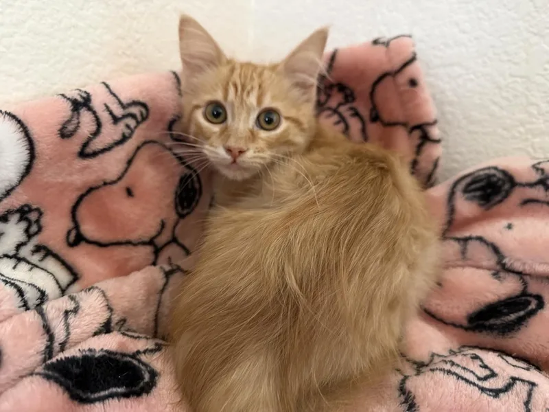 A baby small-sized female Tabby (Orange / Red) Tabby cat named Danni Fairview for adoption in Chandler, AZ
