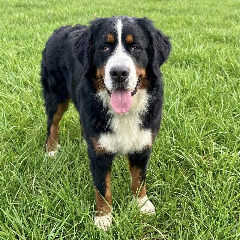 An adult large-sized female Black Bernese Mountain Dog dog named Bernice for adoption in Huntsville, AL