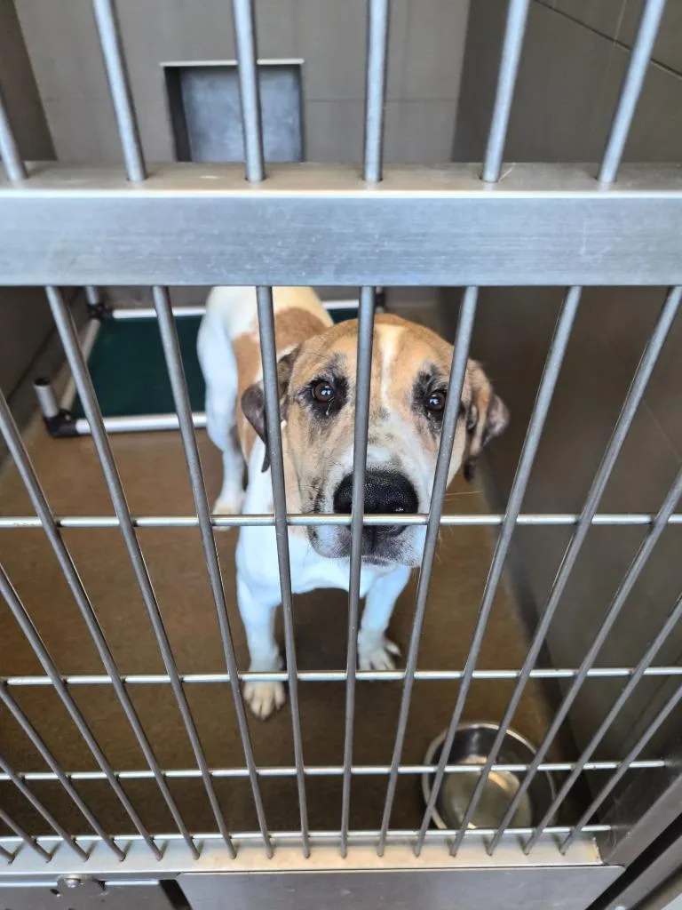 A young large-sized male Mixed Breed dog named Taylor for adoption in Rome, GA