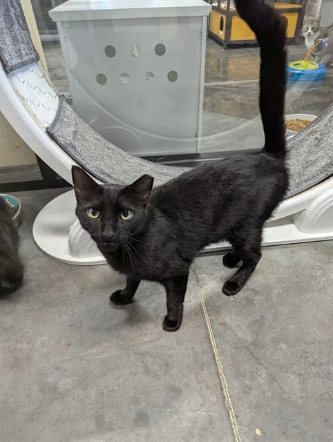 An adult medium-sized male Domestic Medium Hair cat named Gilbert for adoption in Brunswick, GA