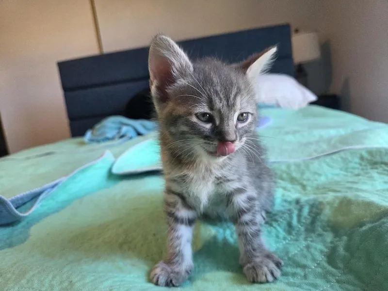 A baby small-sized female Domestic Medium Hair cat named Ferris Wheel Fizz for adoption in Dallas, TX