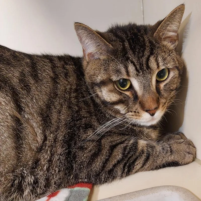 An adult extra large-sized male Brown / Chocolate Domestic Short Hair cat named Tuba for adoption in Dayton, OH