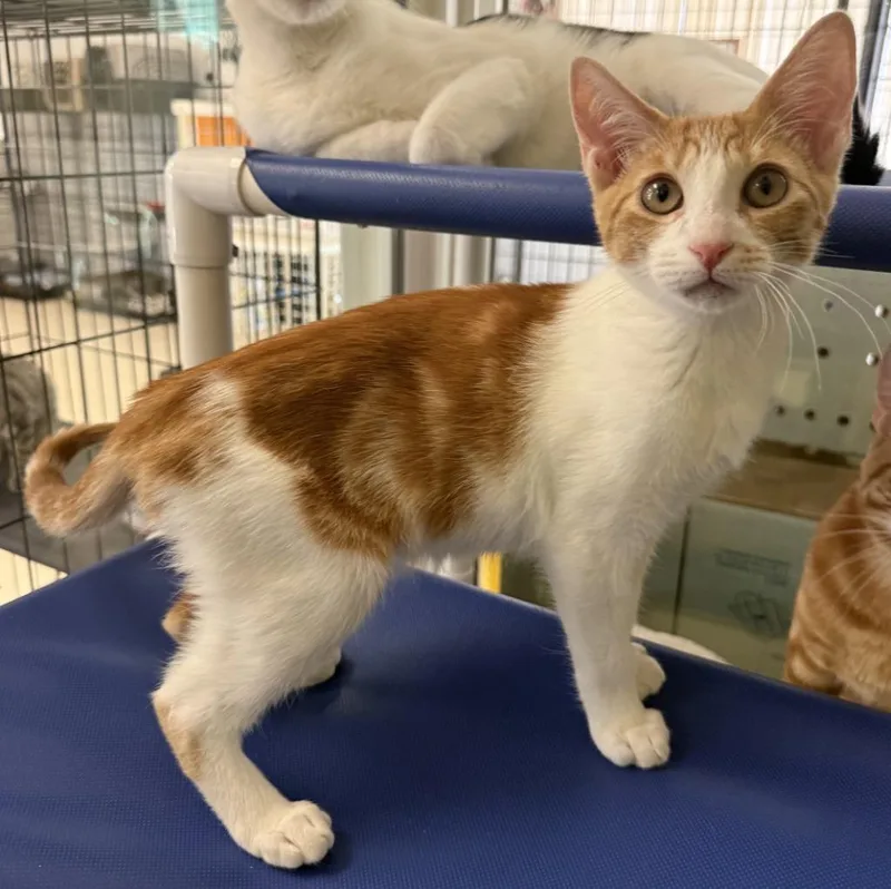 A baby small-sized male Domestic Short Hair cat named Oro for adoption in Lemoore, CA