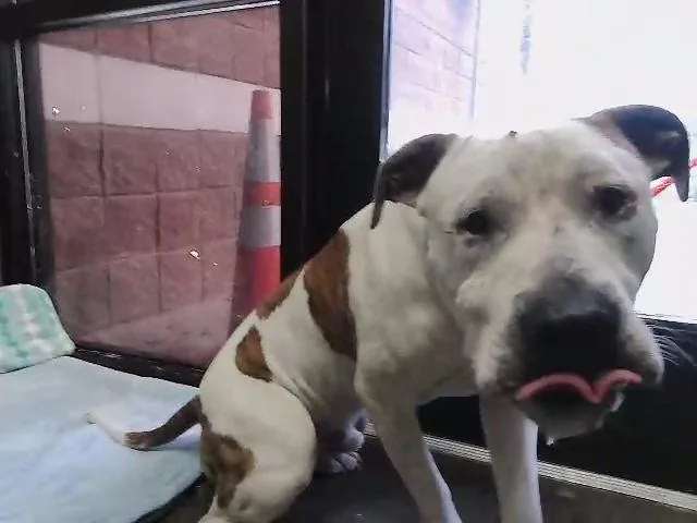 A young large-sized male Pit Bull Terrier dog named Rascal for adoption in Tulsa, OK