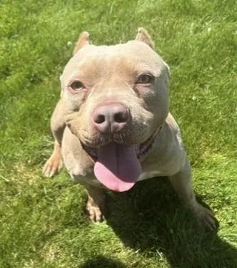 An adult large-sized male Yellow / Tan / Blond / Fawn American Bully dog named Khal for adoption in Pasco, WA