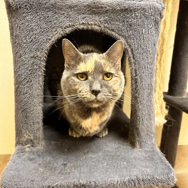 An adult medium-sized female Dilute Tortoiseshell Domestic Short Hair cat named Juiette for adoption in Myerstown, PA