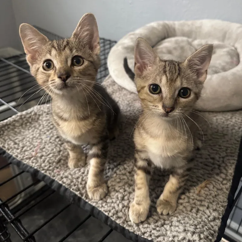 A baby small-sized male Brown / Chocolate Domestic Short Hair cat named Danny for adoption in Orlando, FL