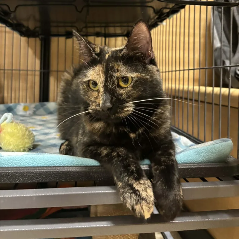 A young medium-sized female Tortoiseshell Domestic Short Hair cat named Pixie for adoption in Sewell, NJ