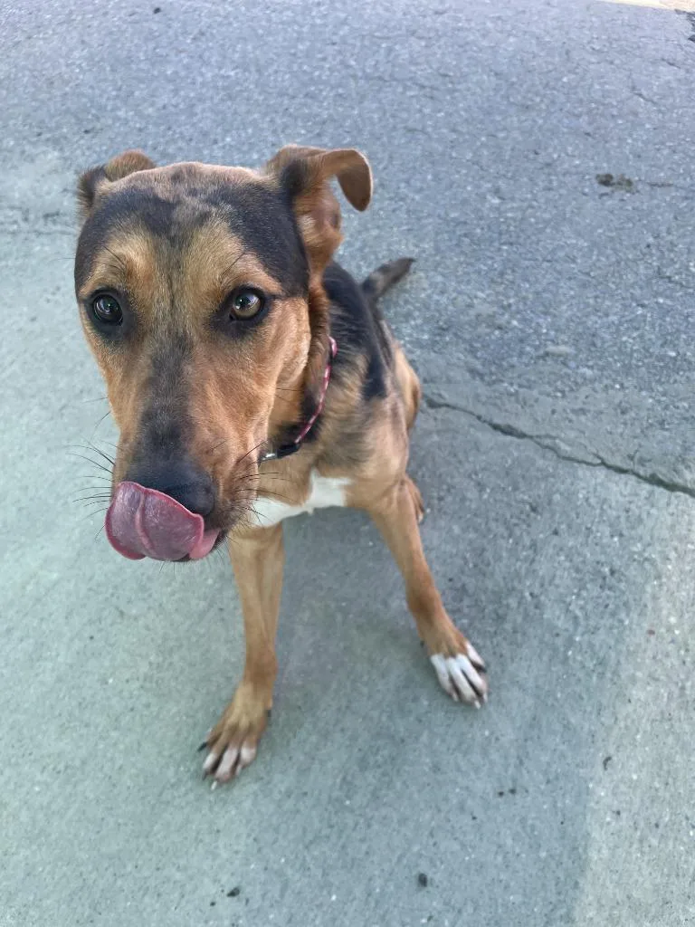 A baby large-sized female German Shepherd Dog dog named Bella for adoption in Maumelle, AR