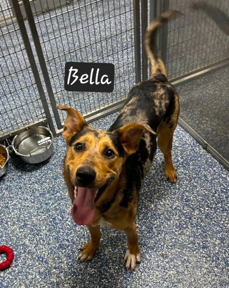 Bella thumbnail 4