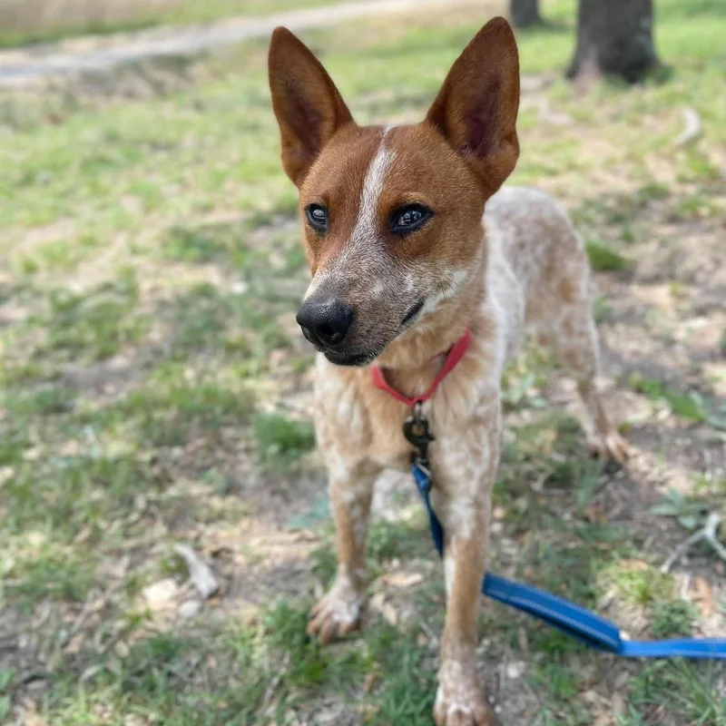 A young medium-sized male Merle (Red) Australian Cattle Dog / Blue Heeler dog named Buster for adoption in Center Point, TX