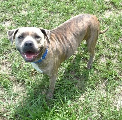A young medium-sized female Brindle Pit Bull Terrier dog named Sweet Pea for adoption in Inverness, FL