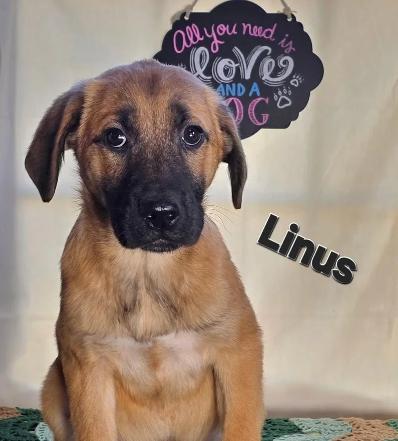A baby medium-sized male Yellow / Tan / Blond / Fawn German Shepherd Dog dog named Linus for adoption in Watertown, CT