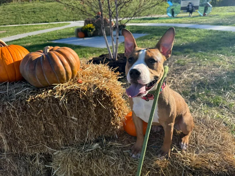 A baby medium-sized female Pit Bull Terrier dog named Tootsie for adoption in Cleveland, OH