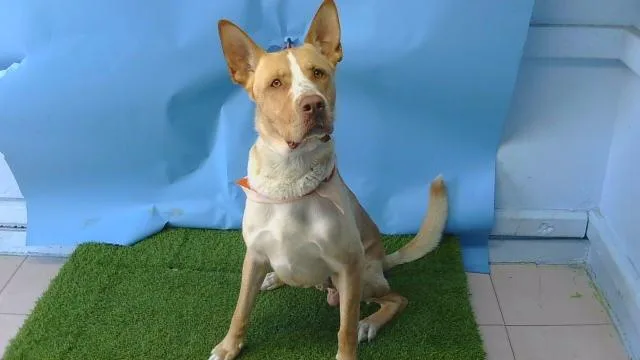 A young large-sized male German Shepherd Dog dog named Tommy for adoption in Gardena, CA